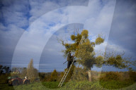 Mark Adams cutting mistletoe for Christmas