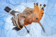 NEWS - China: Vogelfang mit Netzen in Shandong