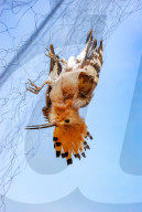 NEWS - China: Vogelfang mit Netzen in Shandong