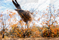 NEWS - China: Vogelfang mit Netzen in Shandong