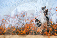 NEWS - China: Vogelfang mit Netzen in Shandong