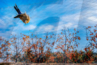NEWS - China: Vogelfang mit Netzen in Shandong