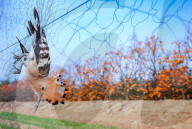 NEWS - China: Vogelfang mit Netzen in Shandong