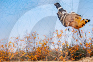 NEWS - China: Vogelfang mit Netzen in Shandong