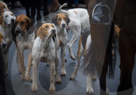 Boxing Day Mid Devon Hunt