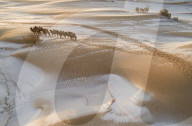 FEATURE - Kamele im Schnee in der Wüste bei Bayan Nur in der Mongolei