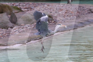 London Zoo Annual Stocktake 2020