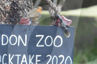 London Zoo Annual Stocktake 2020