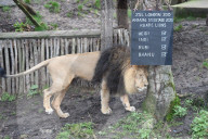 London Zoo Annual Stocktake 2020