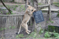 London Zoo Annual Stocktake 2020