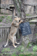 London Zoo Annual Stocktake 2020