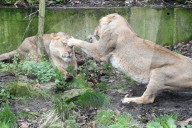 London Zoo Annual Stocktake 2020