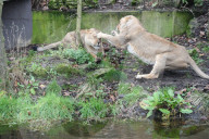 London Zoo Annual Stocktake 2020