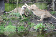 London Zoo Annual Stocktake 2020