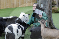 FEATURE - Jährliche Tierzählung im Londoner Zoo