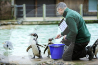 FEATURE - Jährliche Tierzählung im Londoner Zoo