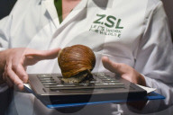 FEATURE - Jährliche Tierzählung im Londoner Zoo