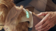 FEATURE - Sensor zeigt Gemütszustand des Hundes an