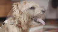 FEATURE - Sensor zeigt Gemütszustand des Hundes an