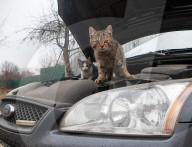 FEATURE -  Katrzen wärmen sich auf Automotor in der Ukraine