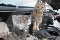 FEATURE -  Katrzen wärmen sich auf Automotor in der Ukraine