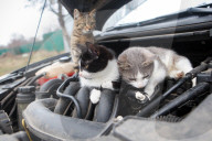 FEATURE -  Katrzen wärmen sich auf Automotor in der Ukraine
