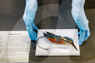 FEATURE - Aufgetauter Eisvogel im Naturhistorischen Museum in Rotterdam