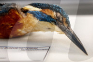 FEATURE - Aufgetauter Eisvogel im Naturhistorischen Museum in Rotterdam