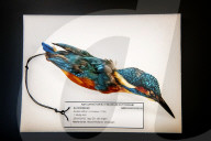 FEATURE - Aufgetauter Eisvogel im Naturhistorischen Museum in Rotterdam