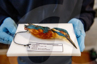 FEATURE - Aufgetauter Eisvogel im Naturhistorischen Museum in Rotterdam