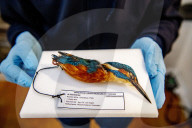 FEATURE - Aufgetauter Eisvogel im Naturhistorischen Museum in Rotterdam