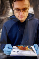 FEATURE - Aufgetauter Eisvogel im Naturhistorischen Museum in Rotterdam