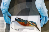 FEATURE - Aufgetauter Eisvogel im Naturhistorischen Museum in Rotterdam