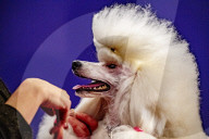 FEATURE - Wahl zum Hund des Jahres in Amersfoort 