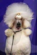 FEATURE - Wahl zum Hund des Jahres in Amersfoort 