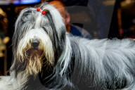 FEATURE - Wahl zum Hund des Jahres in Amersfoort 