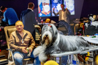 FEATURE - Wahl zum Hund des Jahres in Amersfoort 