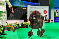 FEATURE - Wahl zum Hund des Jahres in Amersfoort 