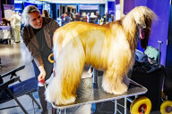 FEATURE - Wahl zum Hund des Jahres in Amersfoort 