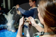 FEATURE - Wahl zum Hund des Jahres in Amersfoort 