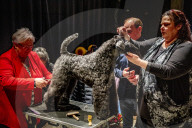 FEATURE - Wahl zum Hund des Jahres in Amersfoort 
