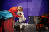FEATURE - Wahl zum Hund des Jahres in Amersfoort 