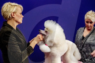 FEATURE - Wahl zum Hund des Jahres in Amersfoort 