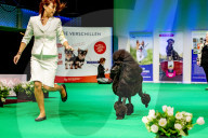 FEATURE - Wahl zum Hund des Jahres in Amersfoort 
