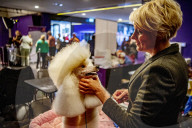 FEATURE - Wahl zum Hund des Jahres in Amersfoort 