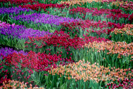 FEATURE -  Mitten im Januar: Nationaler Tulpentag in Amsterdam