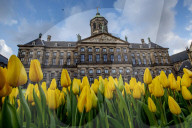 FEATURE -  Mitten im Januar: Nationaler Tulpentag in Amsterdam