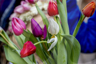 FEATURE -  Mitten im Januar: Nationaler Tulpentag in Amsterdam