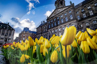 FEATURE -  Mitten im Januar: Nationaler Tulpentag in Amsterdam