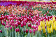 FEATURE -  Mitten im Januar: Nationaler Tulpentag in Amsterdam